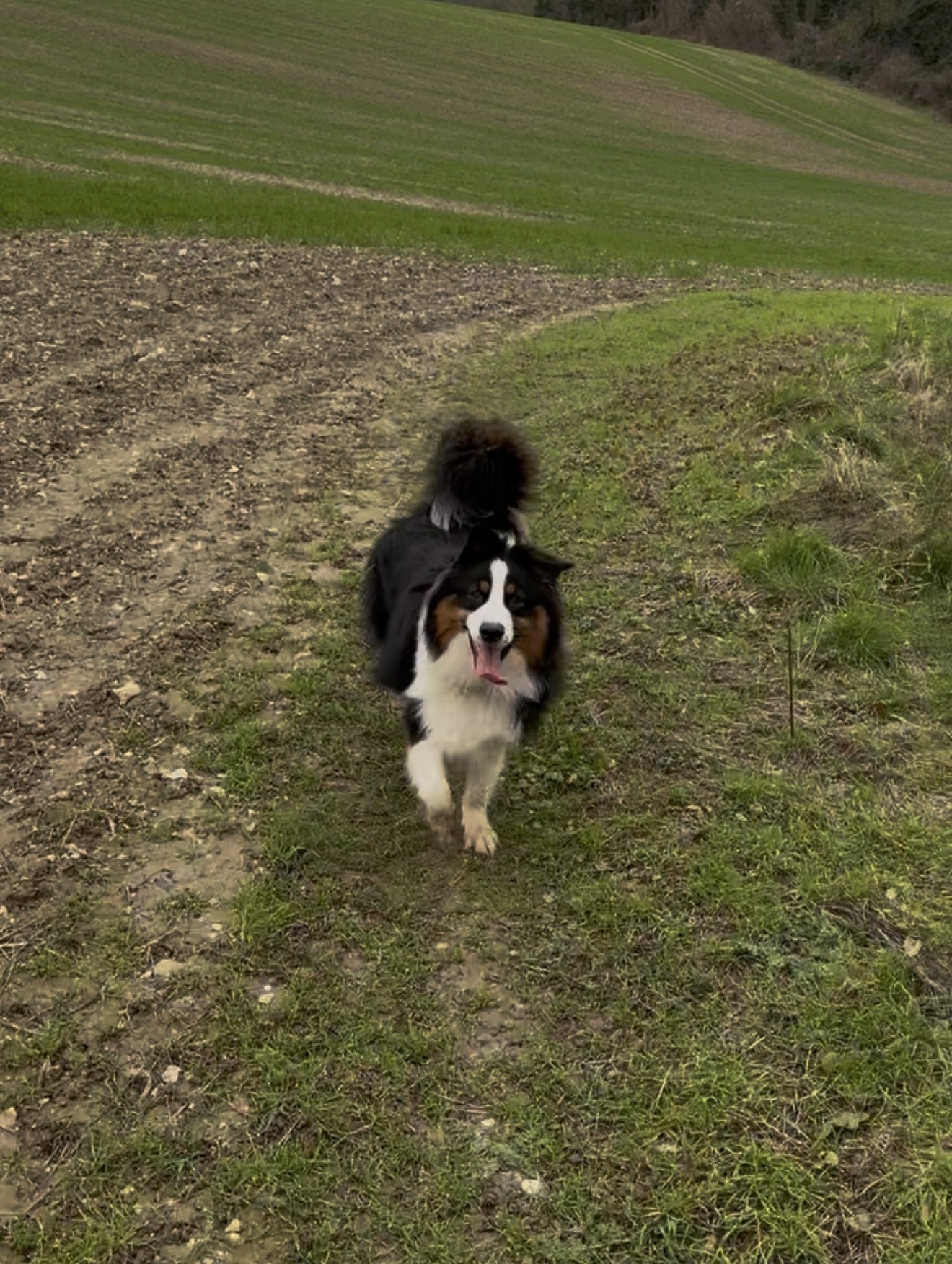 Dog on trail