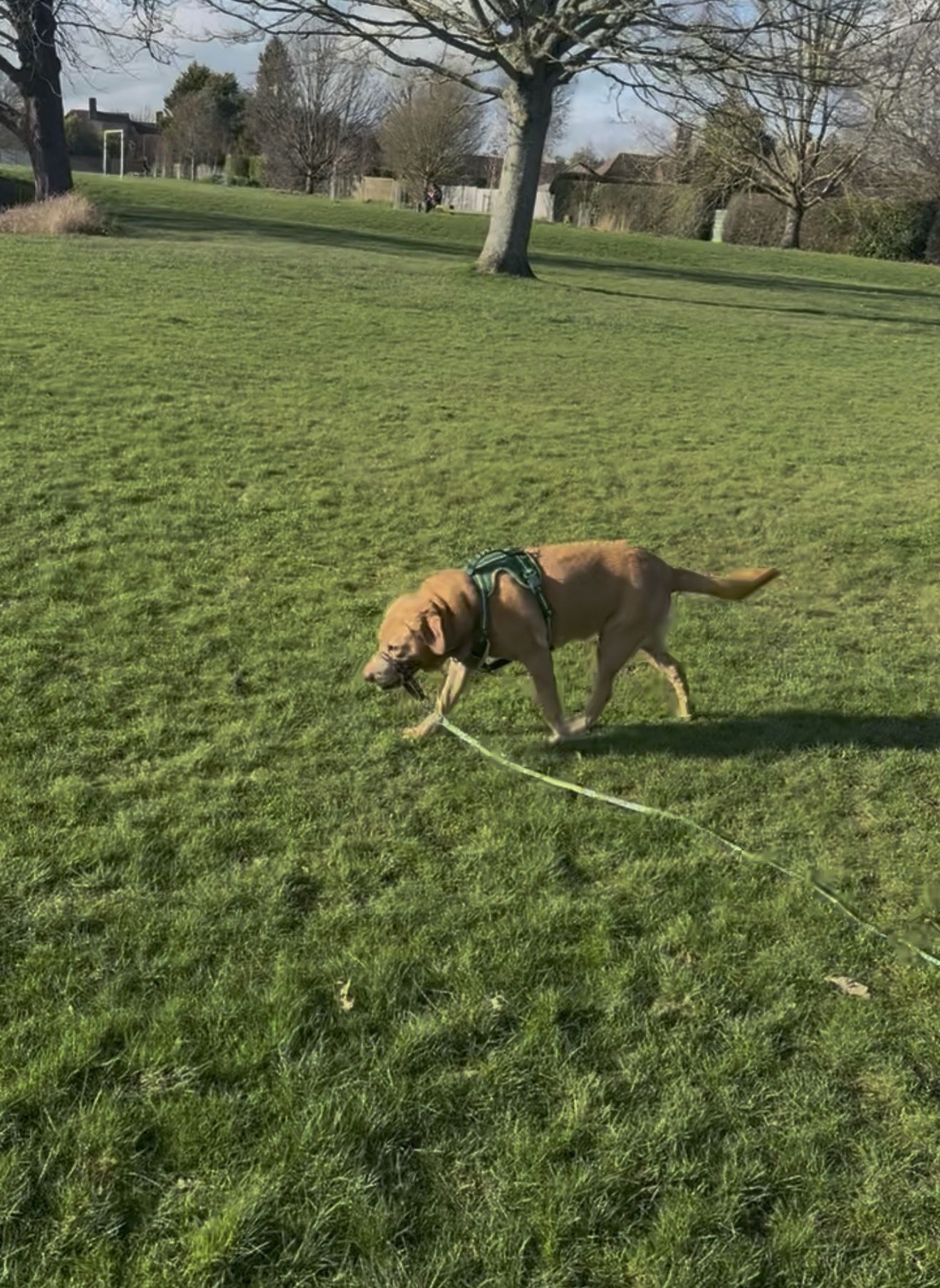 Dog in nature