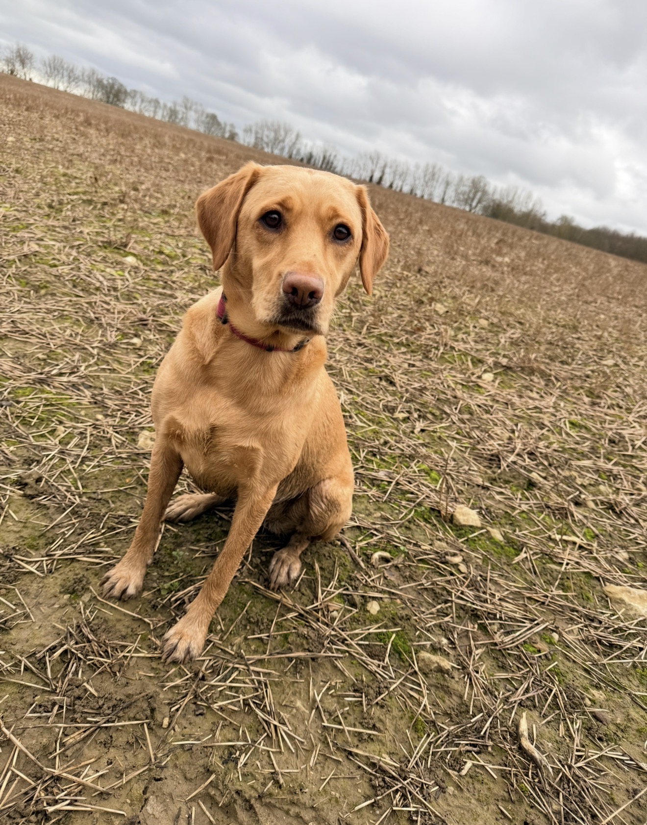 Dog adventure