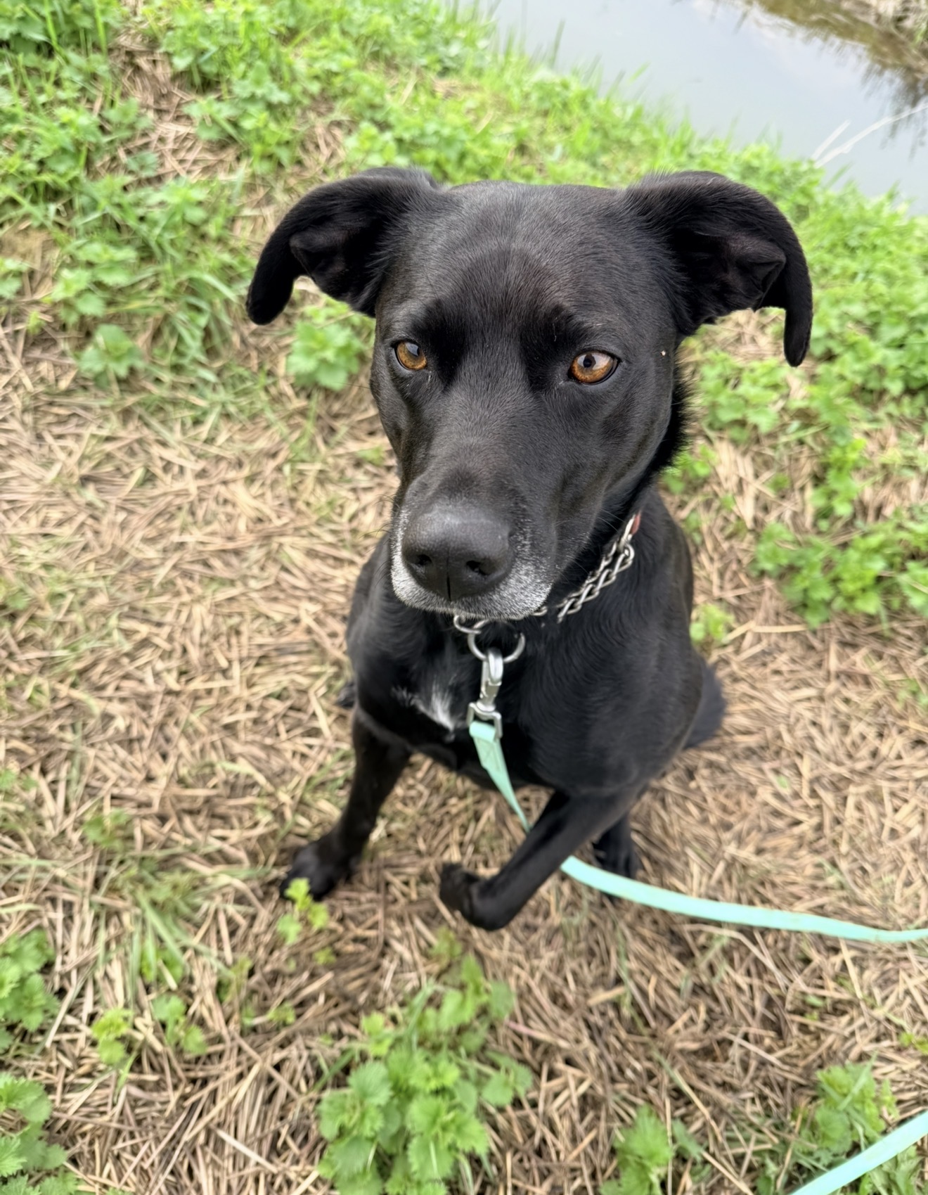 Dog on walk