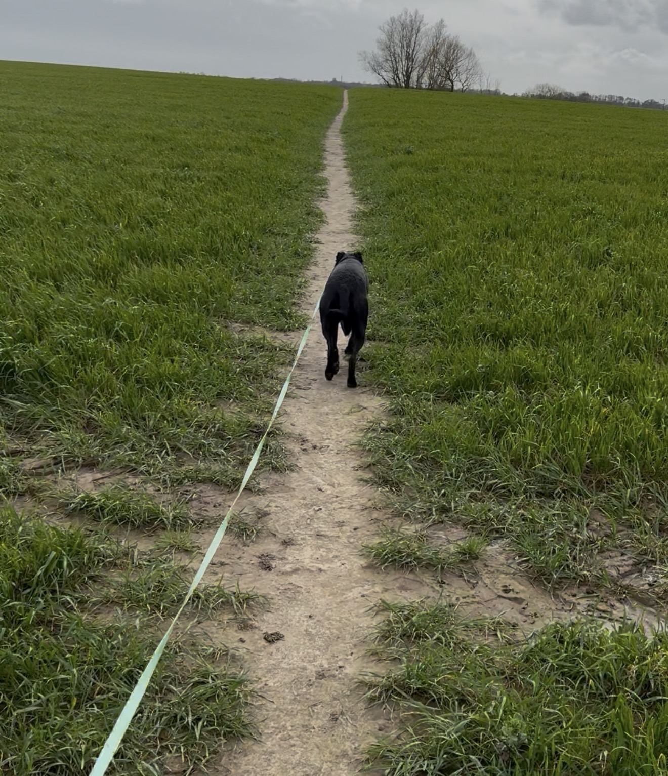 Happy hound