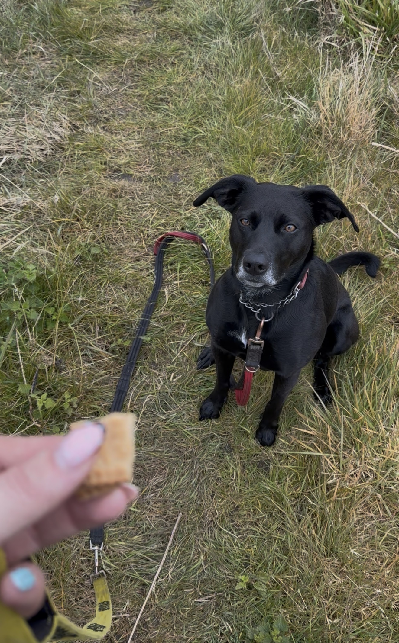 Dog walk