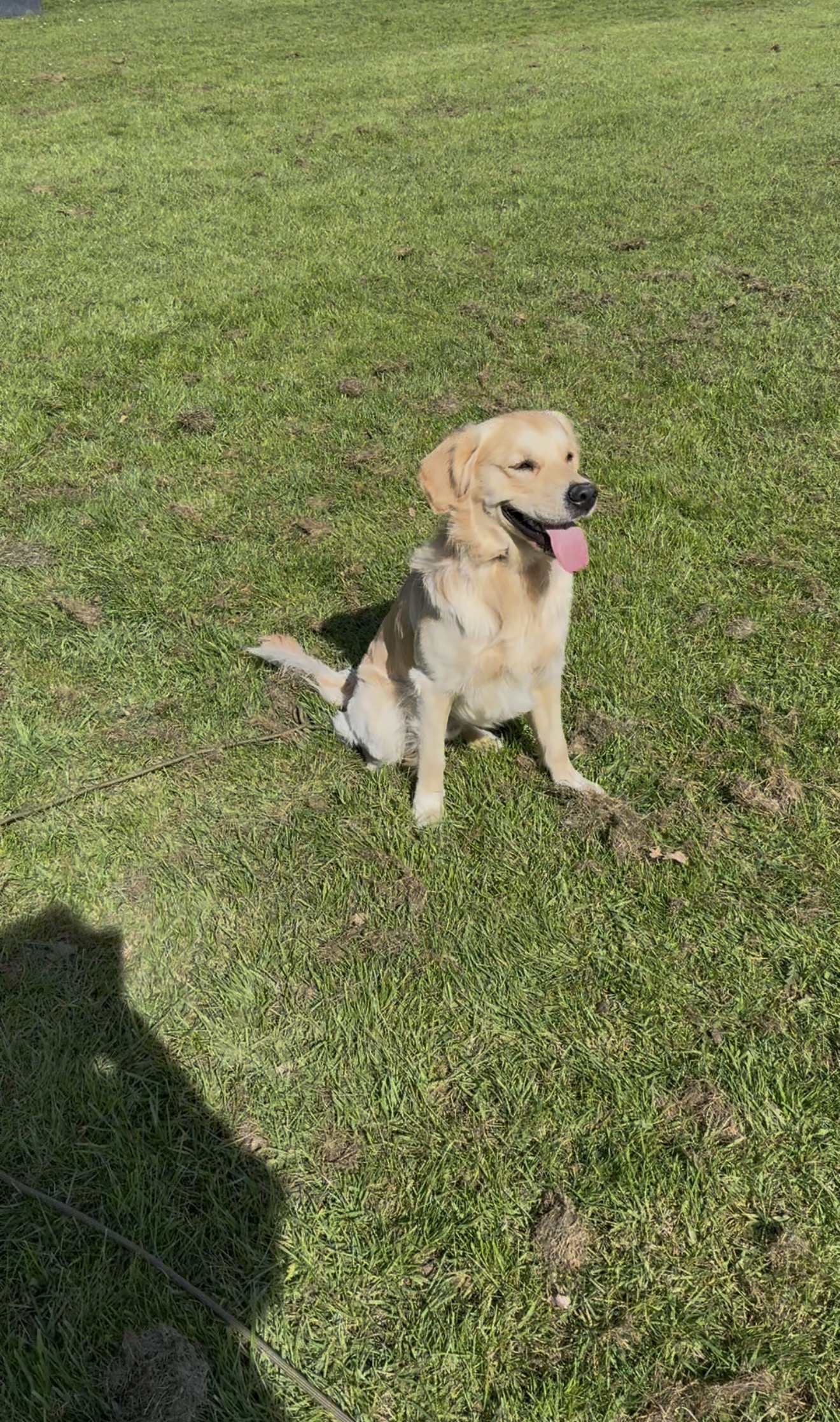 Happy hound