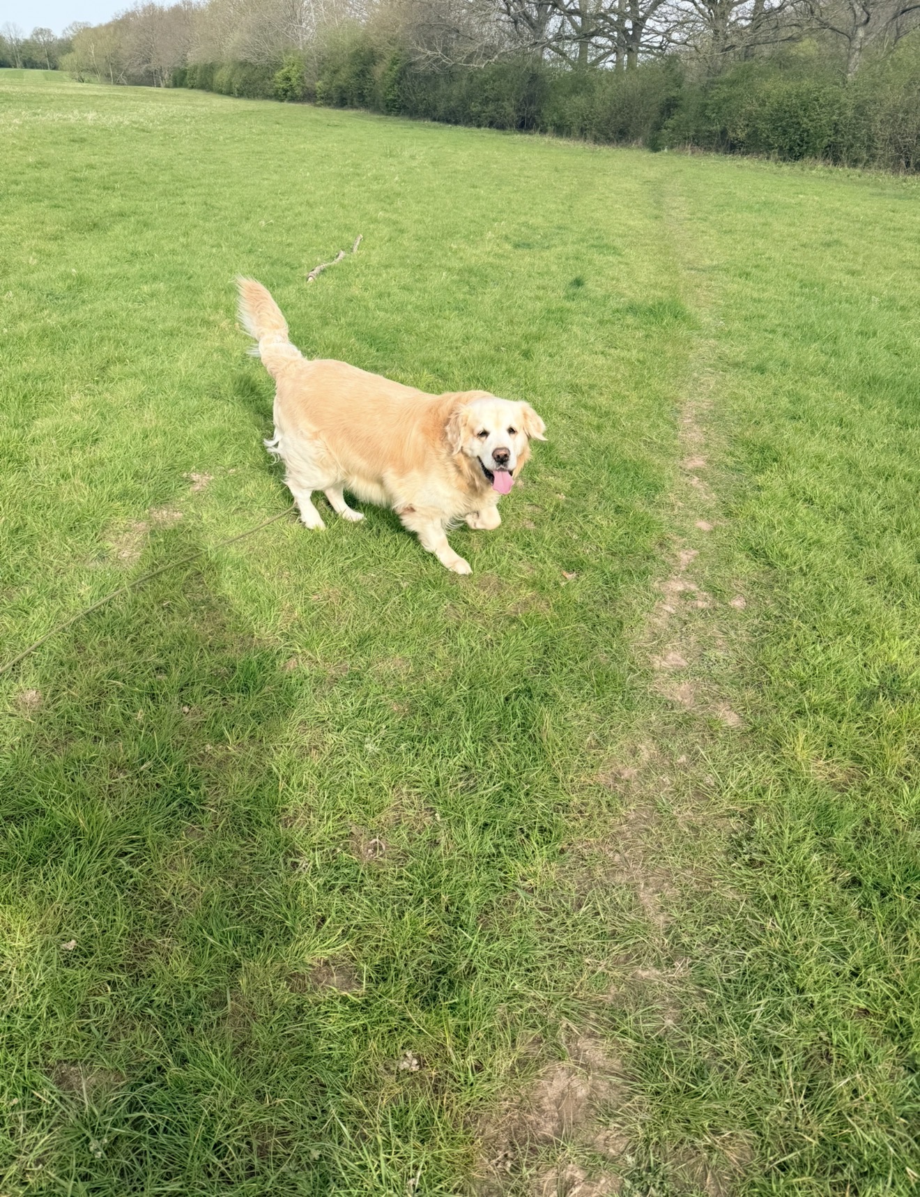 Dog in nature